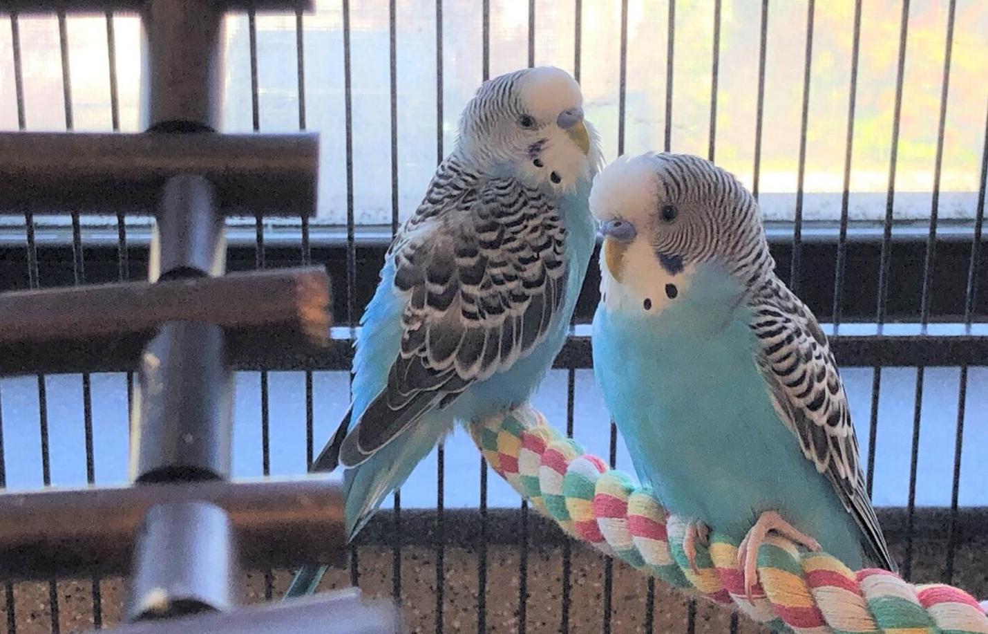 Pepper and Pree